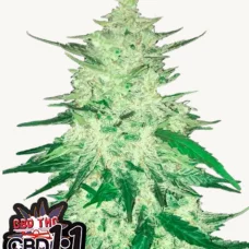 CBD Auto 1:1 (CBD CRACK)